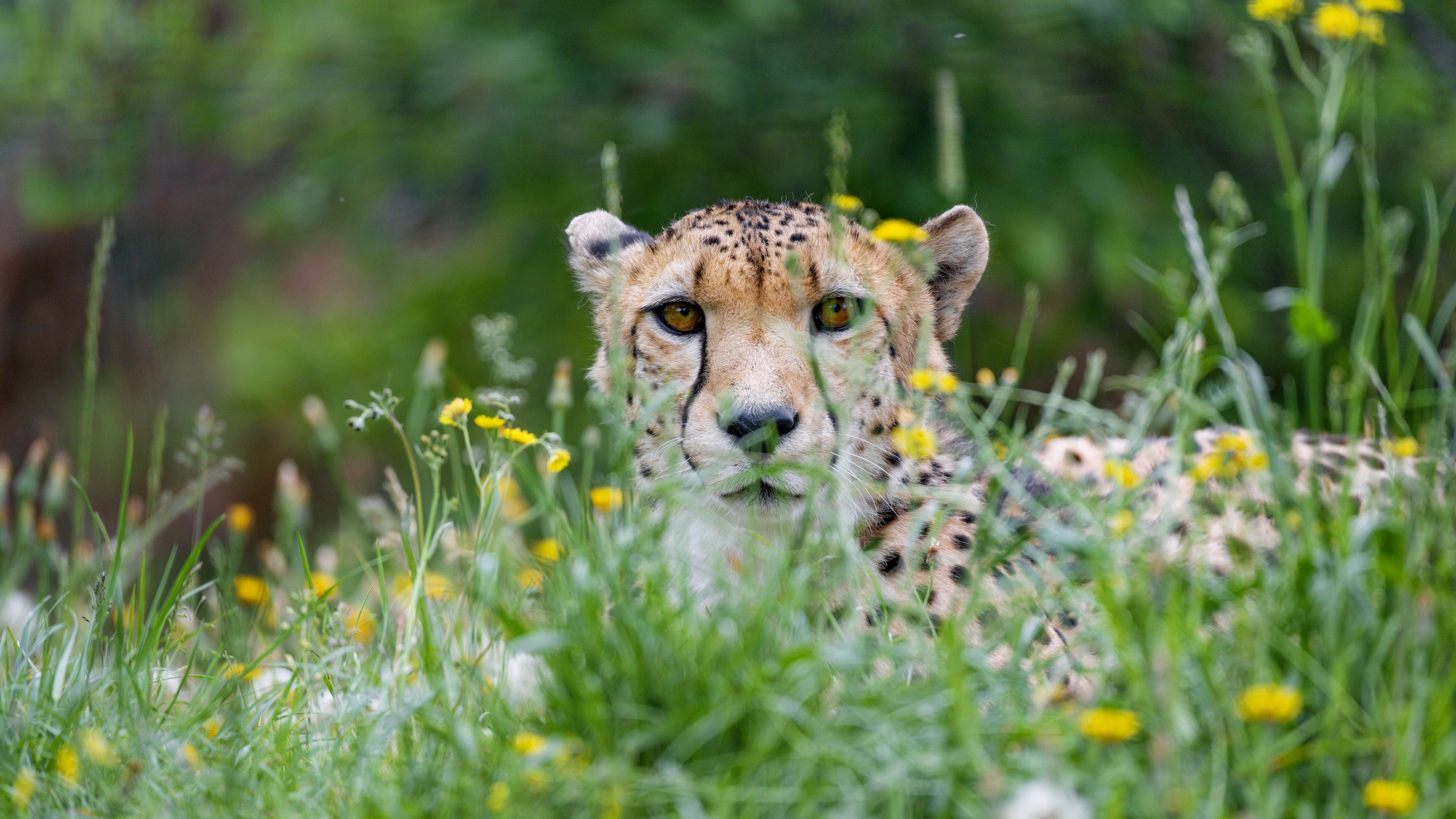 Cheetah Big Cat Glance Predator 4K HD