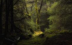 Forest Fog Trees Branches Moss 4K HD