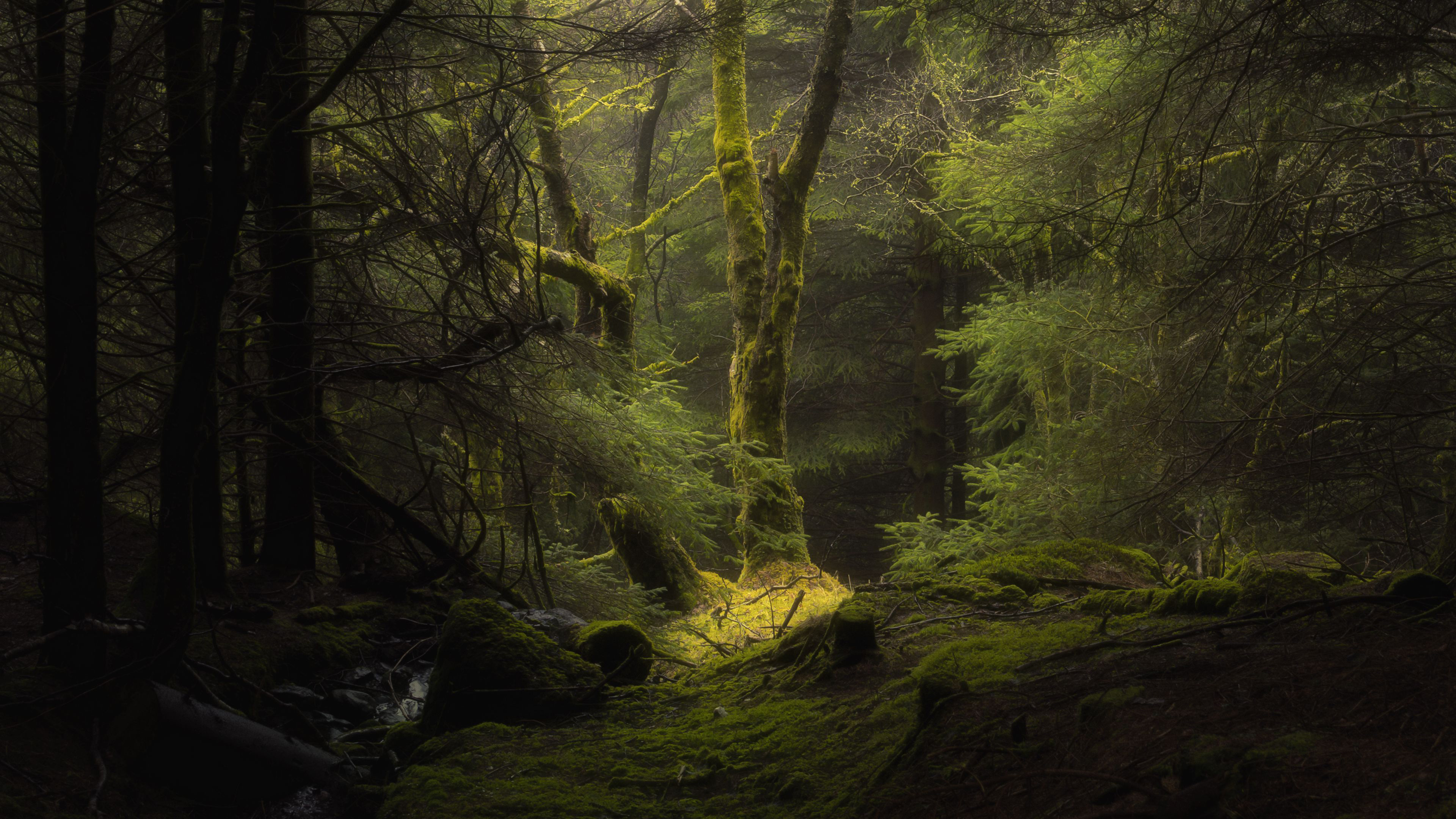 Forest Fog Trees Branches Moss 4K HD