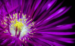Purple Flower 1 4K HD