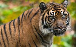 Tiger Look 4K HD