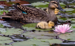 Big Duck And Baby Ducks Are On Body Of Water Around Lotus And Leaves