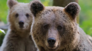 Closeup Photo Of Two Brown Bears In A Green Background HD Animals