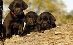 Cute Three Black Puppies Are On Treen Trunk In A Blur Background HD Animals