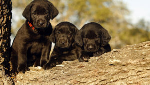 Cute Three Black Puppies Are On Treen Trunk In A Blur Background HD Animals