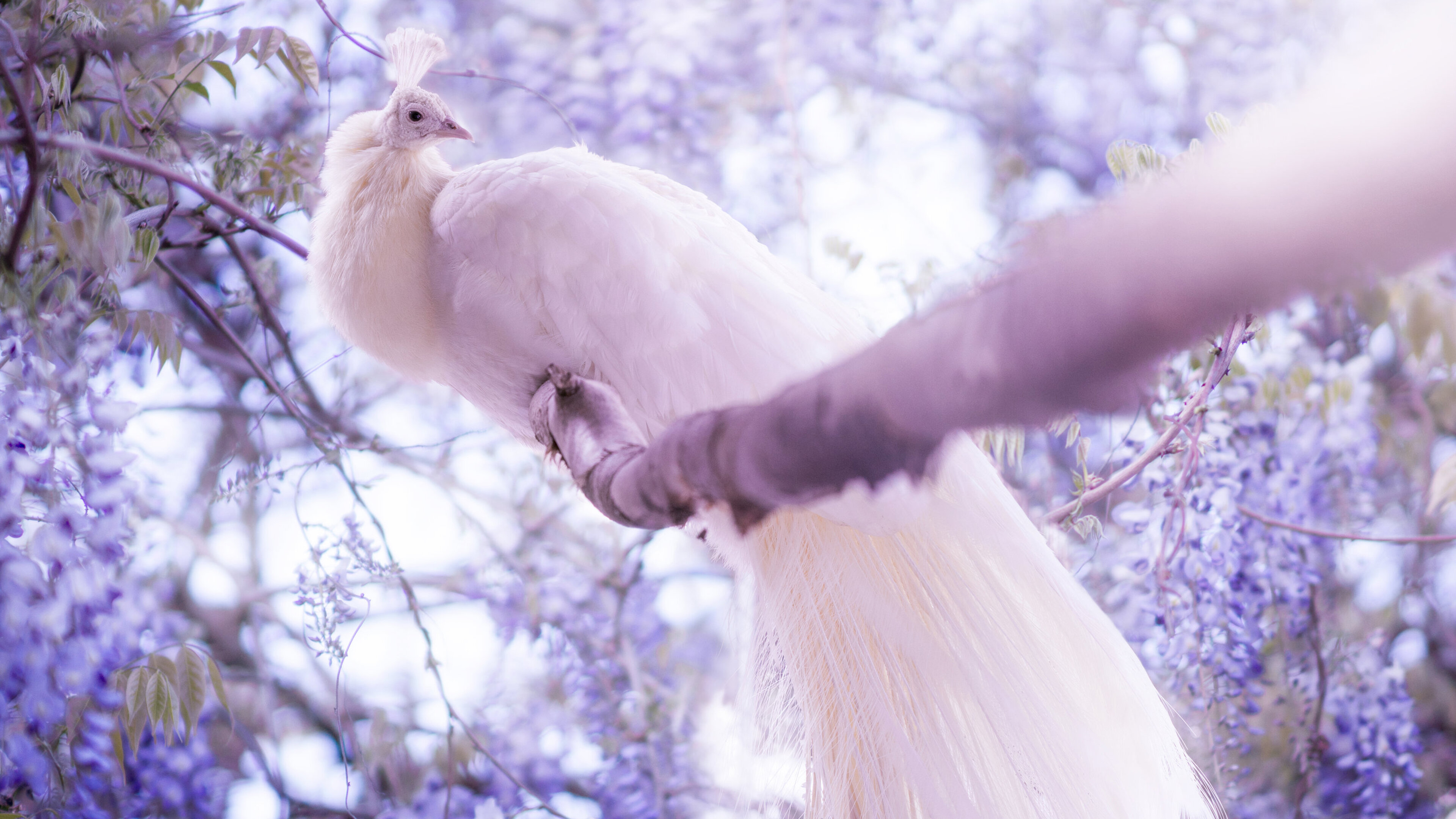 Beautiful White Peacock On Tree Branch In Blur Background 4K HD Animals Wallpapers