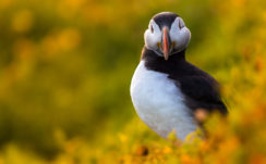 Black And White Puffin In Yellow Green Blur Background HD Animals