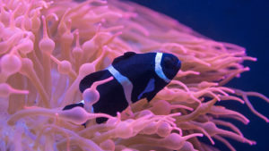Black White Ocellaris Clownfish Under Sea HD Animals