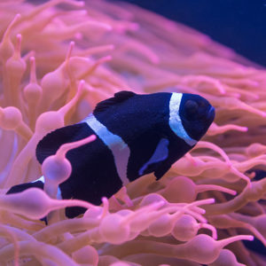 Black White Ocellaris Clownfish Under Sea HD Animals