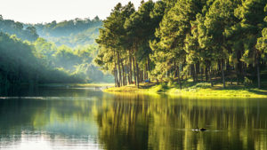 Calm River Between Forest With Reflection HD Nature