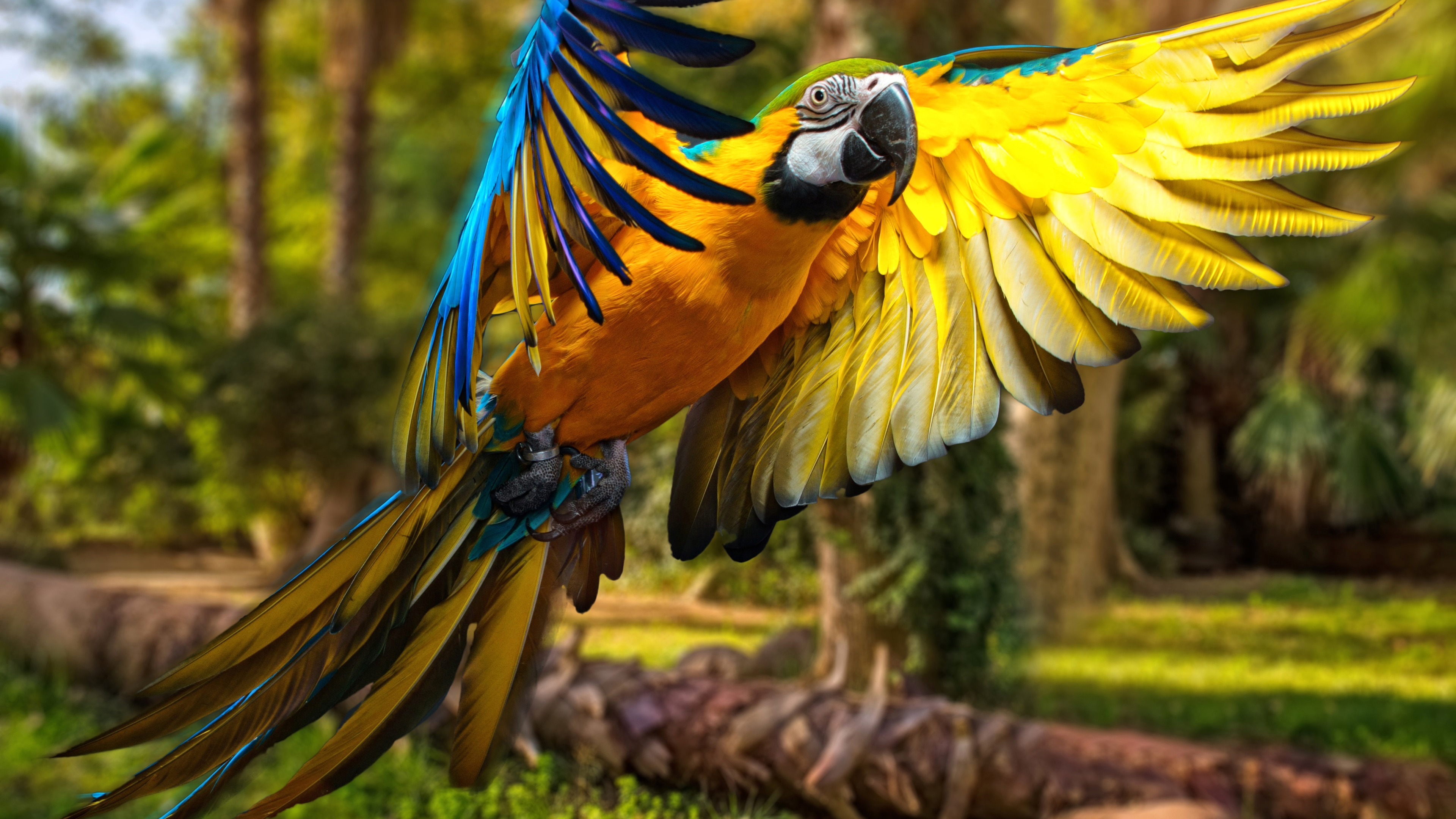 Closeup Photo Of Blue Yellow Macaw Parrot 4K HD Animals