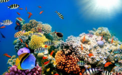Colorful Shoal of Fishes Near Coral Reefs Under Sea HD Animals