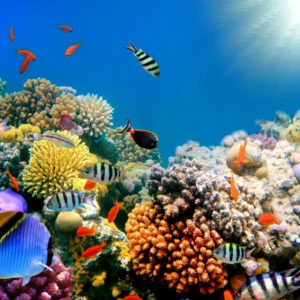 Colorful Shoal of Fishes Near Coral Reefs Under Sea HD Animals