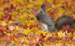 Cute Ash White Squirrel Is Standing On Colorful Dry Leaves HD Animals Wallpapers