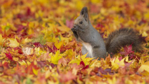 Cute Ash White Squirrel Is Standing On Colorful Dry Leaves HD Animals