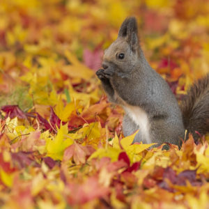Cute Ash White Squirrel Is Standing On Colorful Dry Leaves HD Animals Wallpapers