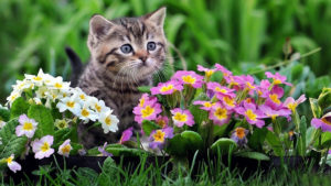 Cute Black And Brown Kitten Is Sitting On Green Grass Near Colorful Flowers In Green Blur Background HD Animals