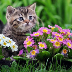 Cute Black And Brown Kitten Is Sitting On Green Grass Near Colorful Flowers In Green Blur Background HD Animals