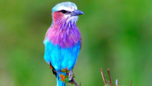 Cute Blue And Purple Bird Is Sitting On Edge Of Tree Branch In Green Background HD Animals