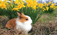 Cute White And Brown Rabbit Is Sitting On Dry Grass Near Yellow Flowers Plant HD Animals