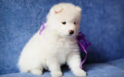 Cute White Puppy Is Sitting On Blue Couch With Purple Ribbon On Neck HD Animals