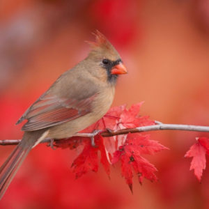 Red Cardinal Bird Is Sitting On Tree Stem In Blur Background HD Animals