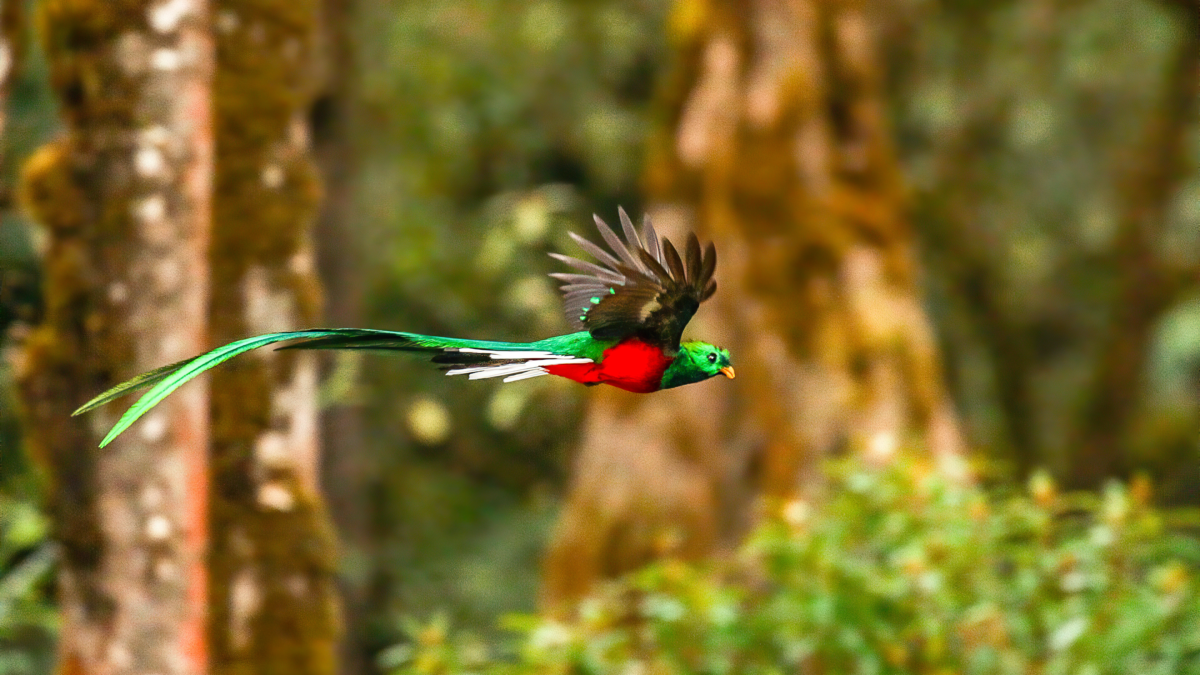 Red Green Resplendent Quetzal Is Flying In Blur Forest Background 4K HD Animals Wallpapers