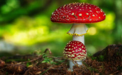 Red Mushroom In Blur Green Background HD Nature