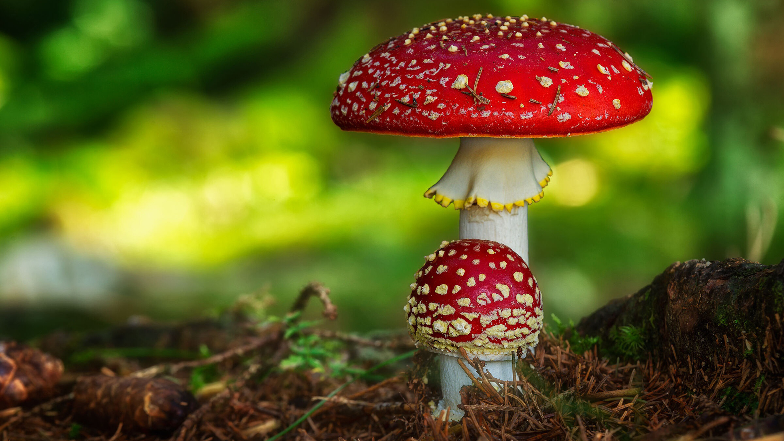 Red Mushroom In Blur Green Background HD Nature