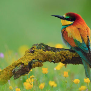 Red Yellow Green Sharp Nose Bird Is Sitting On Algae Tree Trunk In A Green Background HD Animals