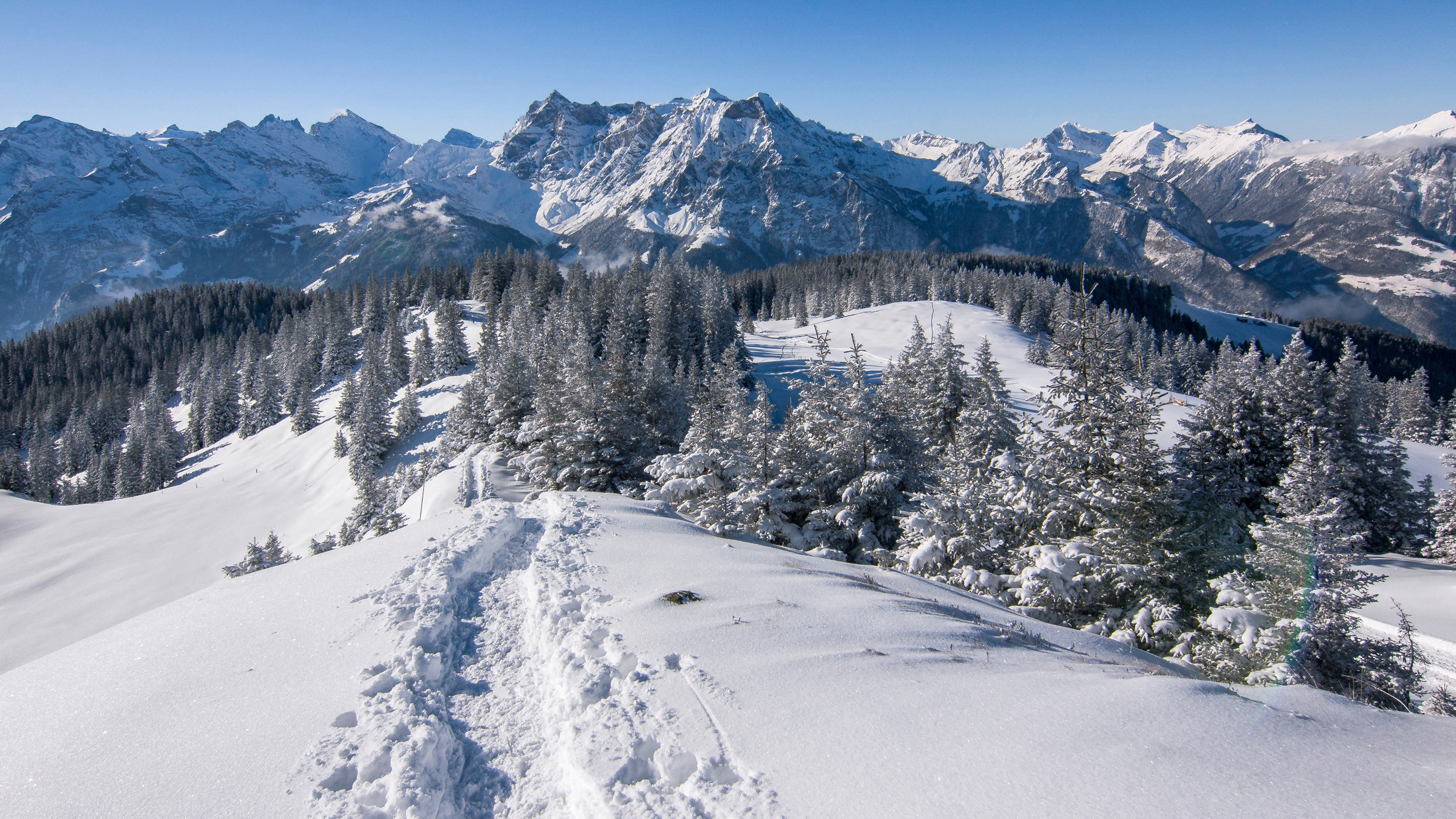 Snow Covered Pine Trees And Mountains In Alps Switzerland HD Nature Wallpapers