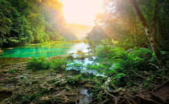 Sunlight On Forest River HD Natures Wallpapers