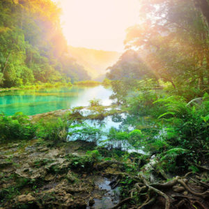 Sunlight On Forest River HD Natures Wallpapers