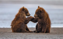 Two Baby Bears Are Sitting On Beach Sand With Water Background During Daytime 4K HD Animals Wallpapers