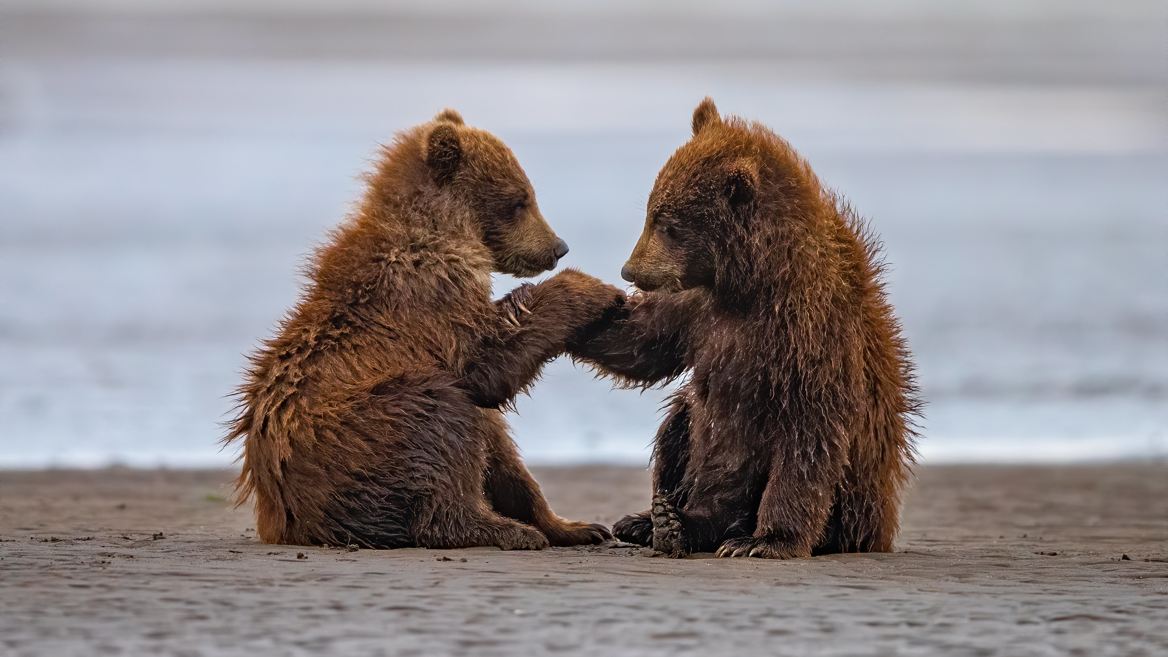 Two Baby Bears Are Sitting On Beach Sand With Water Background During Daytime 4K HD Animals Wallpapers