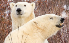 Two White Polar Bears Are Standing On Snow Field In Dry Plant Background HD Animals Wallpapers