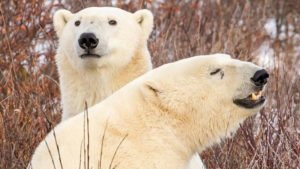 Two White Polar Bears Are Standing On Snow Field In Dry Plant Background HD Animals