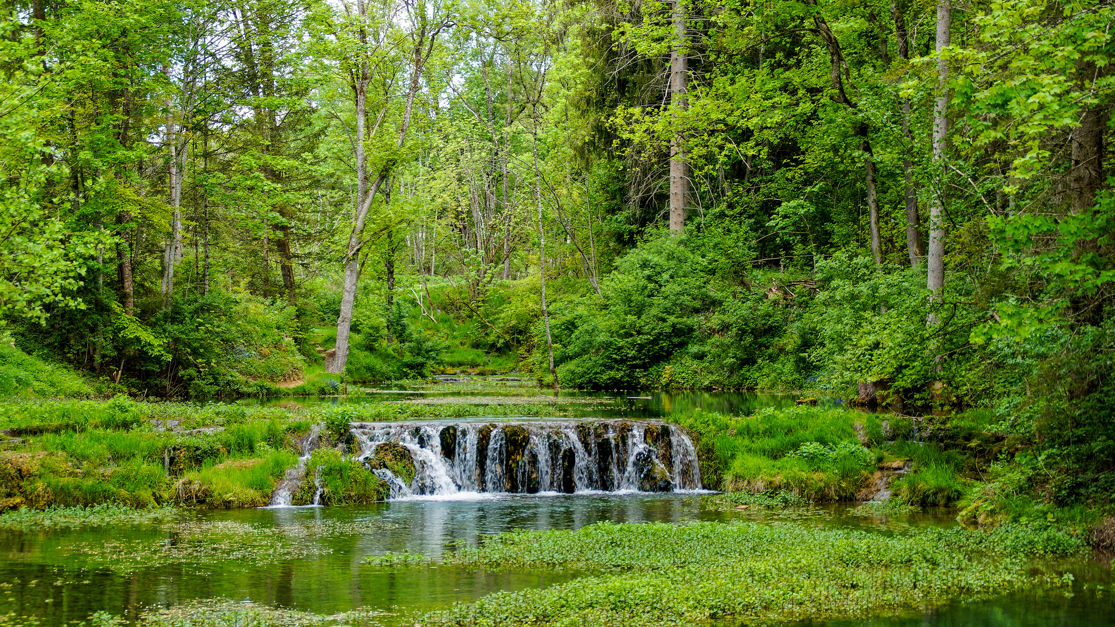 Waterfall Between Green Trees Covered Forest 4K HD Nature Wallpapers