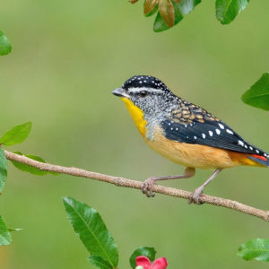 Yellow Black Little Bird Is Perching On Tree Stem In Green Blur Background HD Animals Wallpapers