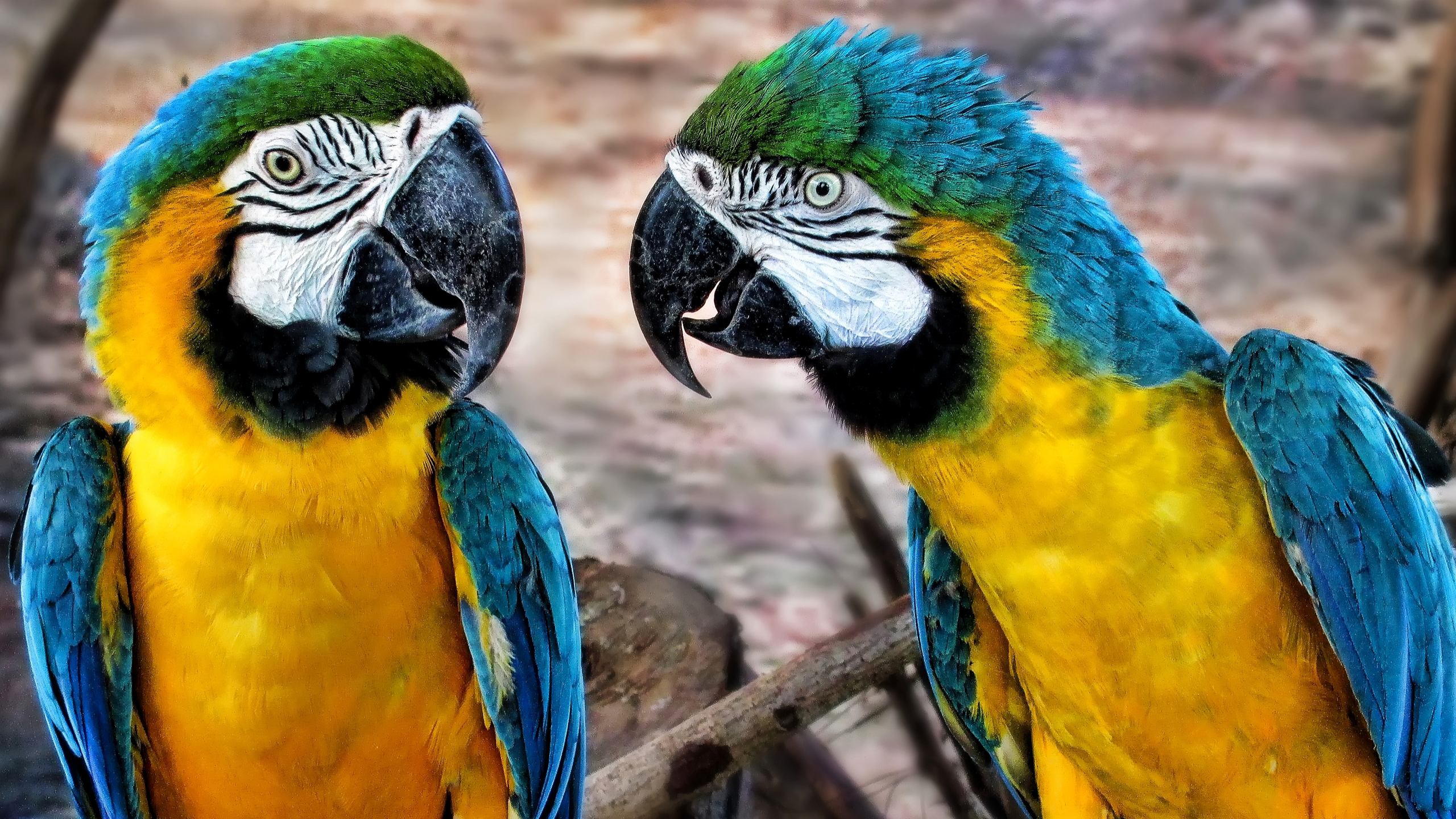 Yellow Blue Sharp Nose Parrots In Blur Background HD Animals