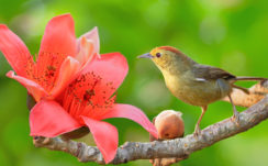 Yellow Little Bird In Green Background On Tree Branch With Flower HD Animals Wallpapers