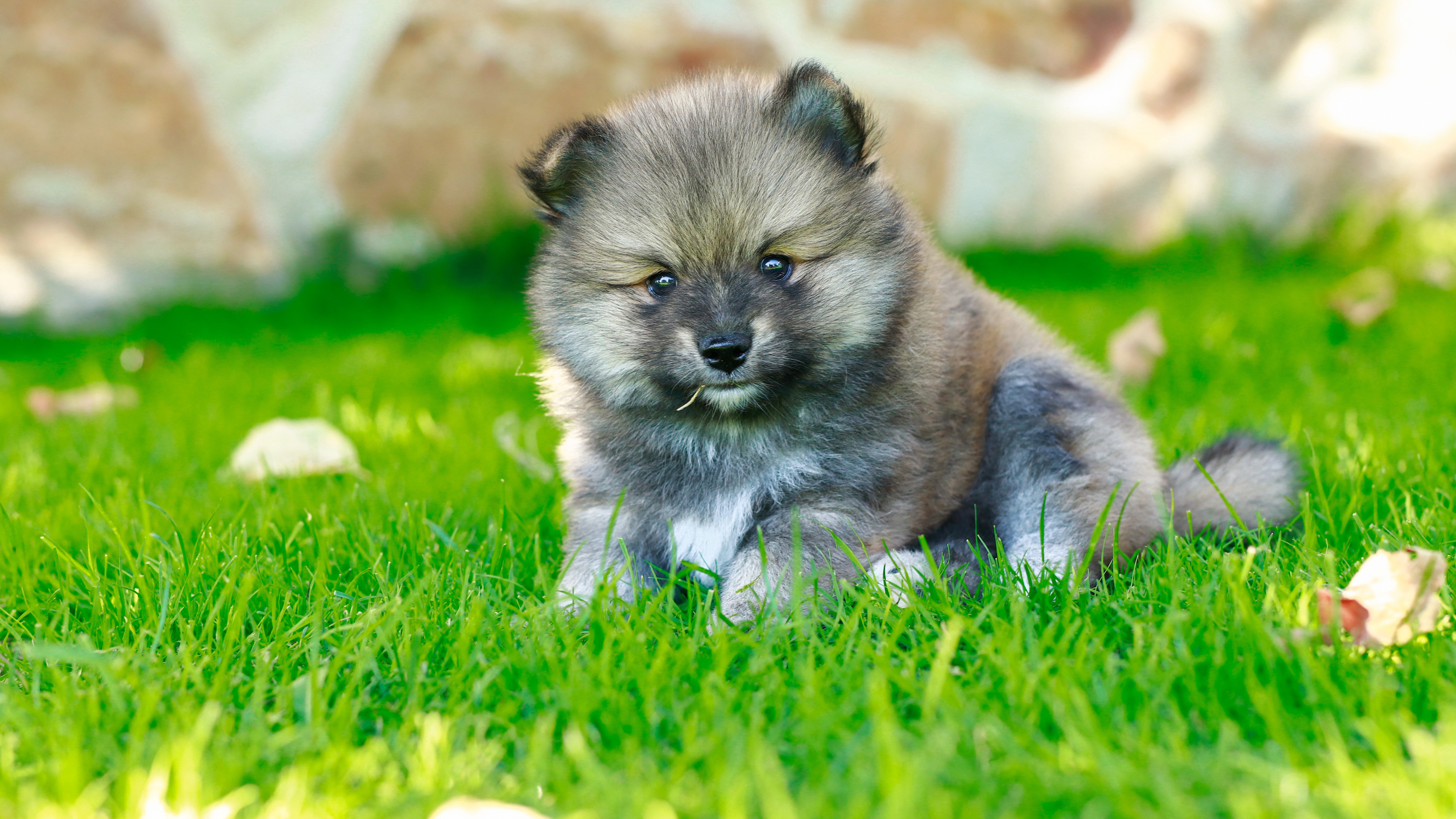 Ash Black Pomeranian Puppy Is Sitting On Green Grass In Blur Background HD Animals
