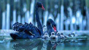 Black Swan With Baby Swan On Water With Reflection HD Animals
