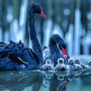 Black Swan With Baby Swan On Water With Reflection HD Animals