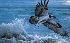 Black White Osprey Is Flying Up From Sea HD Animals