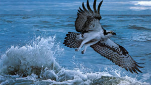 Black White Osprey Is Flying Up From Sea HD Animals