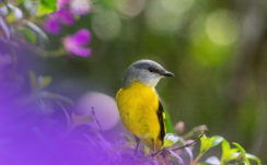 Bokeh Yellow Ash Bird On Tree Branch In Green Blur Background 4K 5K HD Birds