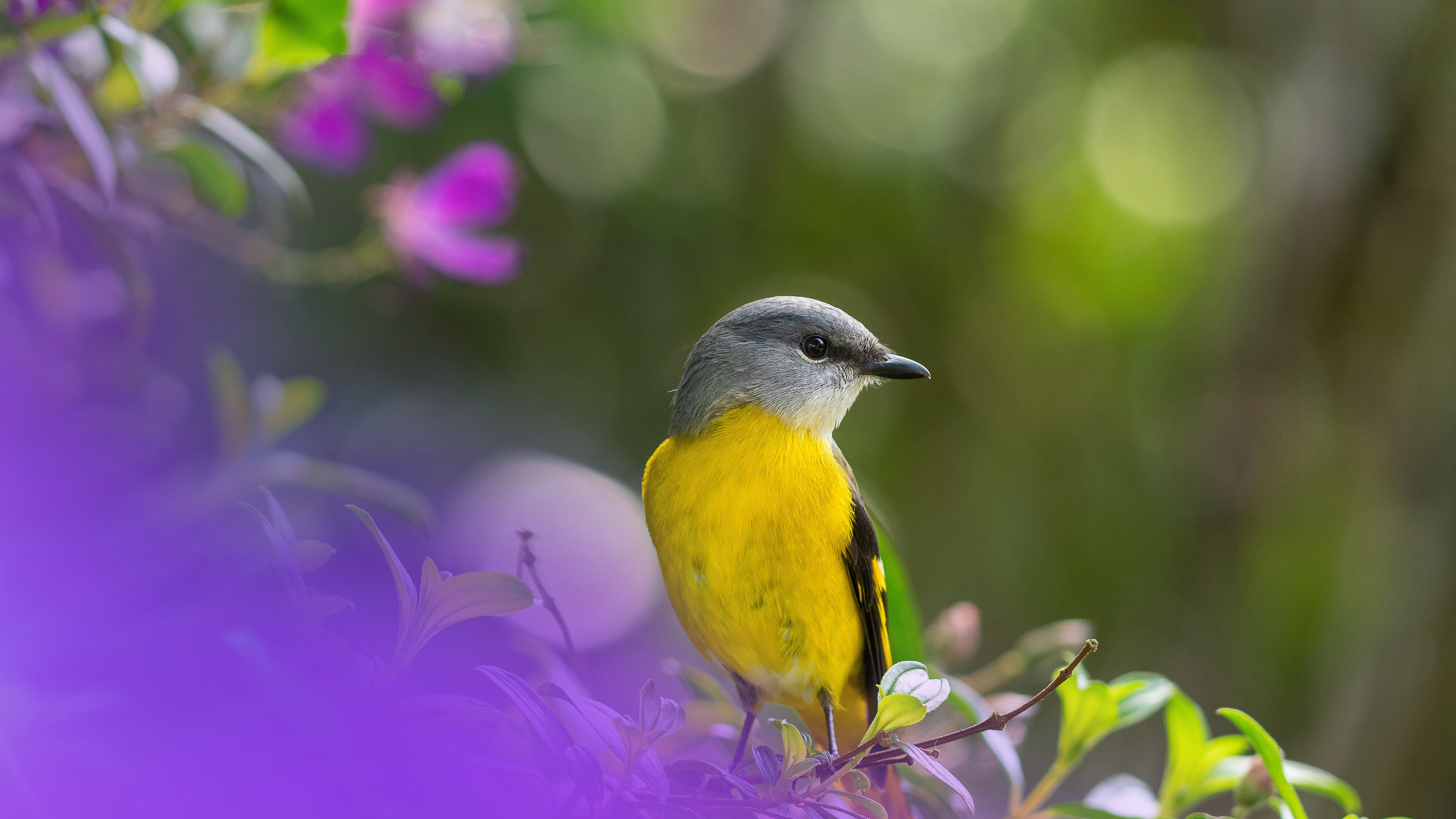 Bokeh Yellow Ash Bird On Tree Branch In Green Blur Background 4K 5K HD Birds Wallpapers