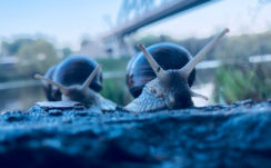 Closeup Photo Of Two Blue Snails HD Animals