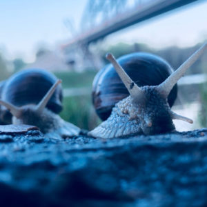 Closeup Photo Of Two Blue Snails HD Animals